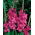 Gladiolus Rosa lökar XXL - XL förpackning - 50 st
