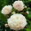 Paeonia, Peony Shirley Temple - pacchetto grande! - 10 pezzi