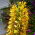 Hedychium Gardnerianum, Kahili Ginger, Kahila Garland-lily, Ginger Lily - Großpackung! - 10 Stk
