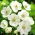Anemone The Bride - XXXL förpackning 400 st