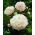Paeonia, Pfingstrose Shirley Temple - XL-Packung - 50 Stk