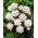 Paeonia, Pfingstrose Shirley Temple - XL-Packung - 50 Stk