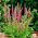 Veronica Rose, Speedwell -  large package! - 10 pcs