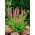 Veronica Rose, Speedwell -  large package! - 10 pcs