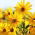 Jerusalem artichoke - sunroot - edible and ornamental -  sunchoke, earth apple -  large package! - 10 pcs