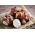 Jerusalem artichoke - sunroot - edible and ornamental -  sunchoke, earth apple -  large package! - 10 pcs