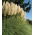 White pampas grass - seedling - XL pack - 50 pcs