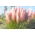 Pink Pampas grass - rootstock -   large package! - 10 pcs