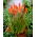 Kniphofia, Red Hot Poker, Tritoma Orange - suur pakett! - 10 tk