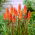Kniphofia, Red Hot Poker, Tritoma Orange - suur pakett! - 10 tk