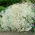 Dech bělokvětý - Gypsophila - kořenová sada - XL balení - 50 ks.