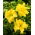 Daylily 'River Wye'  large package! - 10 pcs