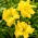 Daylily 'River Wye'  large package! - 10 pcs