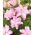 Double oriental lily 'Roselily Anouska' - beautiful fragrance! -  large package! - 10 pcs