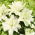 Lirio oriental doble 'Roselily Aisha' - ¡hermosa fragancia! - paquete grande! - 10 piezas