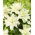 Lirio oriental doble 'Roselily Aisha' - ¡hermosa fragancia! - paquete grande! - 10 piezas