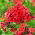 Phlox (Phlox) - Płomyk wiechowaty - Orange Perfection - 1 stuk - 