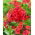Phlox (Phlox) - Płomyk wiechowaty - Orange Perfection - 1 stuk - 