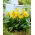 Canna lily - Happy Emily - XL pack - 50 pcs