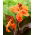Canna lily - Happy Wilma - XL förpackning - 50 st