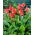 Canna lily - Mrs Oklahoma - pacote XL - 50 unidades