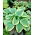 Hosta 'Robert Frost'; plantain lily, giboshi -  large package! - 10 pcs