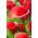 Arum lily 'Red Alert'; calla, calla lily -  large package! - 10 pcs