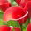 Arum lily 'Red Alert'; calla, calla lily -  large package! - 10 pcs