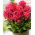 Tuinphlox (Phlox paniculata) "Tequila Sunrise" - XL pak - 50 stuks - 