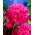 Peony 'Amabilis' - root set -  large package! - 10 pcs