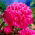 Peony 'Amabilis' - root set -  large package! - 10 pcs