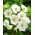 Anemone La Mariee - Pack XXXL 400 pcs