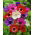 Anemone De Caen mix  - XXL Pack - 80 pcs