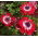 Anemoon Gouverneur - XXXL pak 400 stuks - 