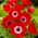 Anemone Hollandia - XXL Pack - 80 pcs