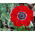 Anemone Hollandia - XXL Pack - 80 pcs