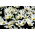 Zephyranthes Candida - Confezione XXL 100 pz