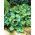 Heuchera, Alumroot Dale's Strain - stor pakke! - 10 stk