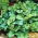 Heuchera, Alumroot Dale's Strain - stor pakke! - 10 stk