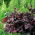Heuchera, Alumroot Purple Palace - veľké balenie! - 10 ks