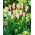Tulip 'Marilyn' - large package - 50 pcs