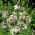 Gaura Sparkle Biele semená - Gaura lindheimeri - 30 semien