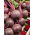 Beetroot - Detroit 2 - Seed tape - Bold Flavour, Naturally Sweet