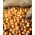 Bawang Spring Stuttgarter - 0,5 kg - 
