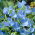 Ærteblomst - Lathyrus odoratus - Himmelsk duftende blå blomster til din have! - Friske frø