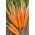Carrot 'Comet - Kometa F1' seeds - Daucus carota