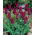 Tulipe Bourgogne - grand paquet! - 50 pieces