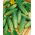 Mentimun Gurita biji - Cucumis sativus - 34 biji