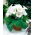Gloxinia brasileira de flor branca Mont Blanc - pacote grande! - 10 pcs.