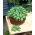Albahaca - verde - BIO - 650 semillas - Ocimum basilicum